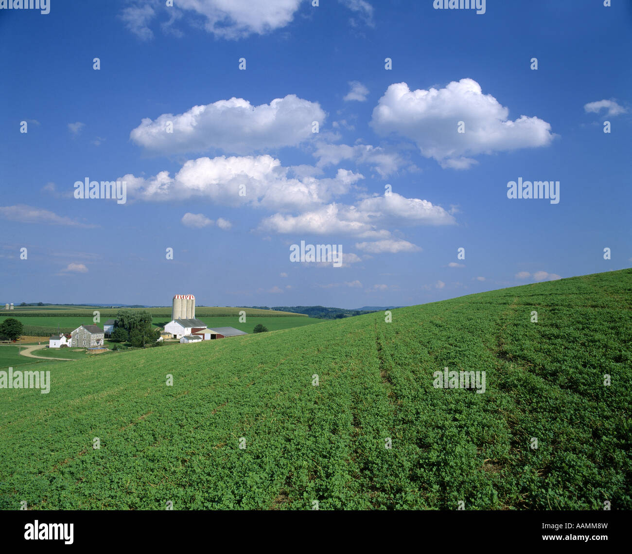 ALFALFA GROWING ON DAIRY FARM PENNSYLVANIA Stock Photo - Alamy