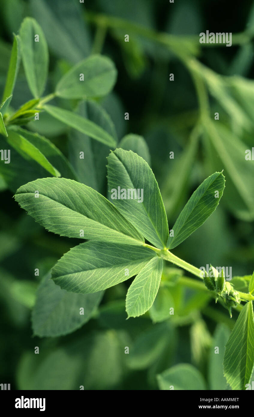 MULTI LEAF ALFALFA PIONEER FARM QUARRYVILLE PA Stock Photo Alamy