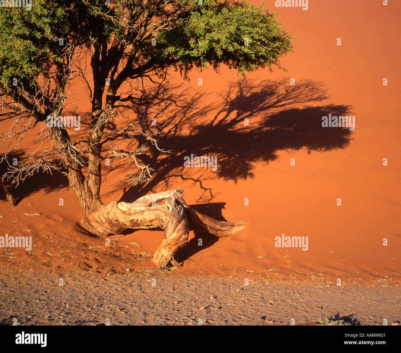 Tree Advancing Acacia tree being swamped by advancing sand dune, Namib Naukluft ...