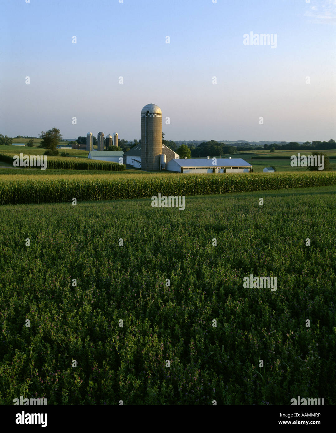 ALFALFA DAIRY FARM MILLERSVILLE PA Stock Photo - Alamy