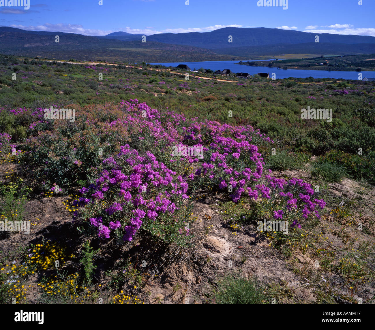 Wildflowers, Cederberg Wilderness Area, South Africa Stock Photo