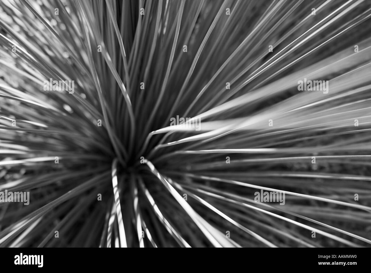 Shrubs shrub Black and White Stock Photos & Images - Alamy