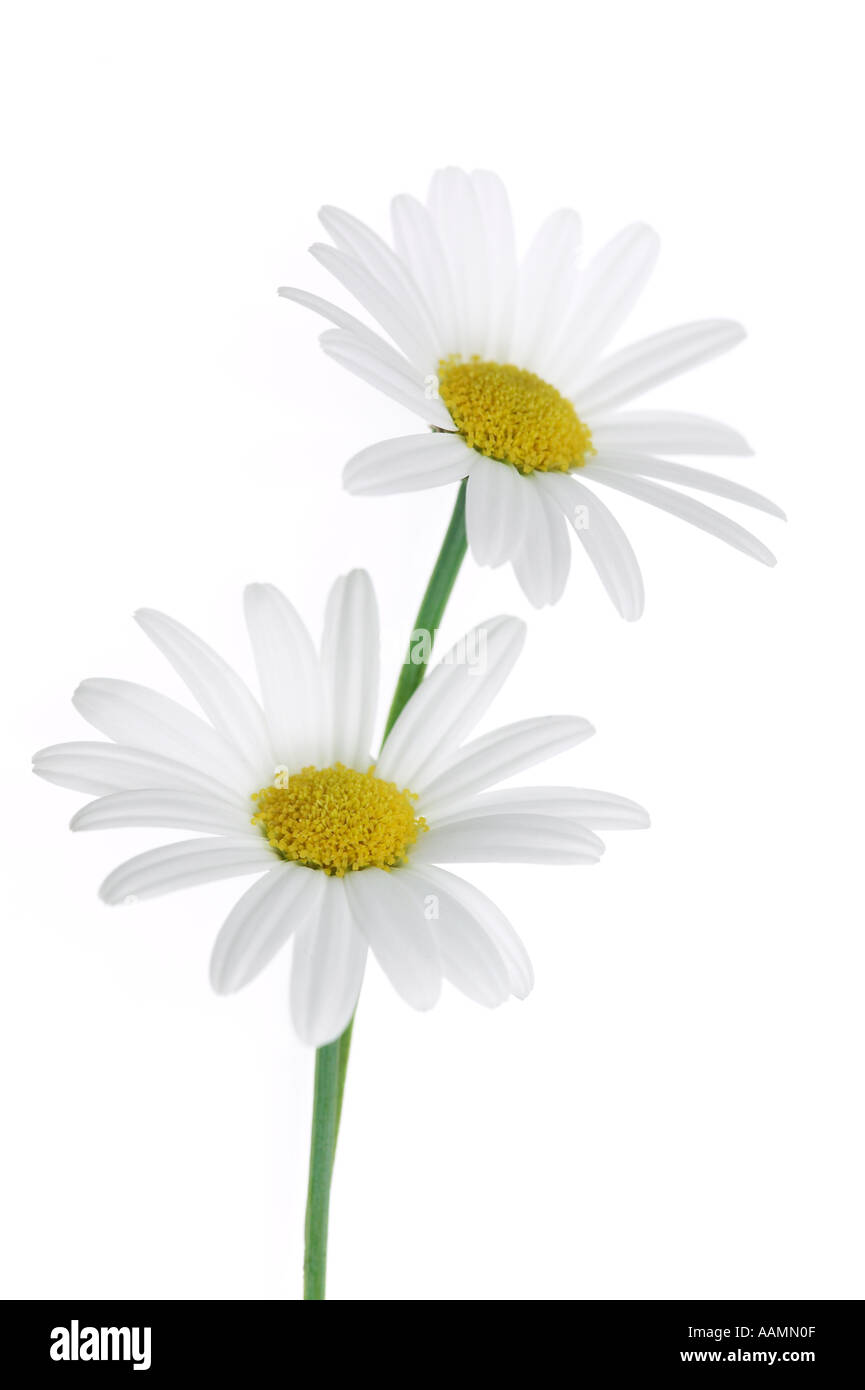 White Marguerite flowers Argyranthemum Stock Photo