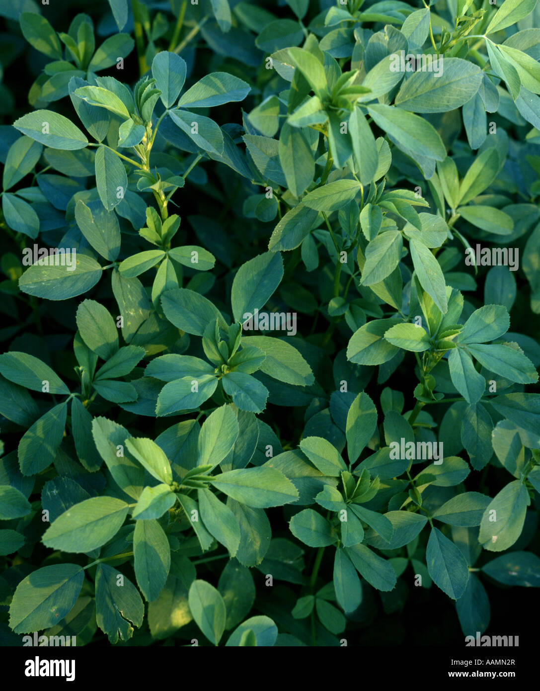 ALFALFA FIELD PENNSYLVANIA Stock Photo - Alamy