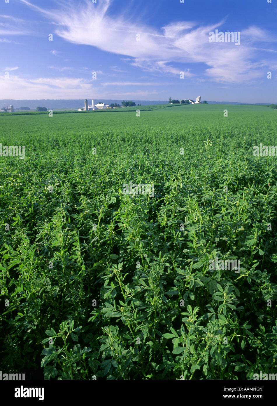 CLOSE UP OF ALFALFA FIELDS LANCASTER COUNTY PENNSYLVANIA Stock Photo ...