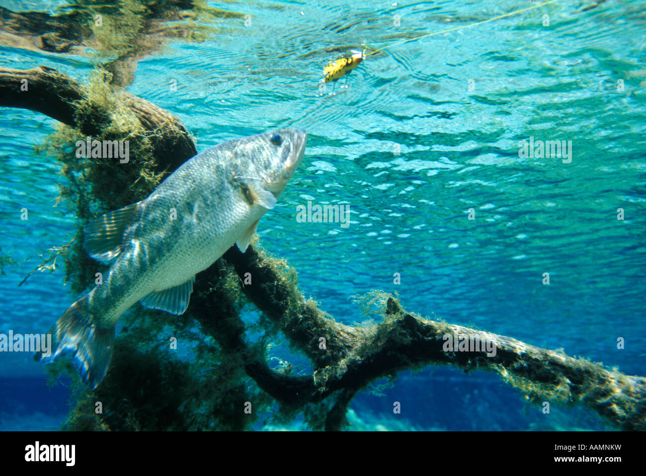 LARGE MOUTH BASS ABOUT TO STRIKE LURE UNDERWATER VIEW Stock Photo Alamy