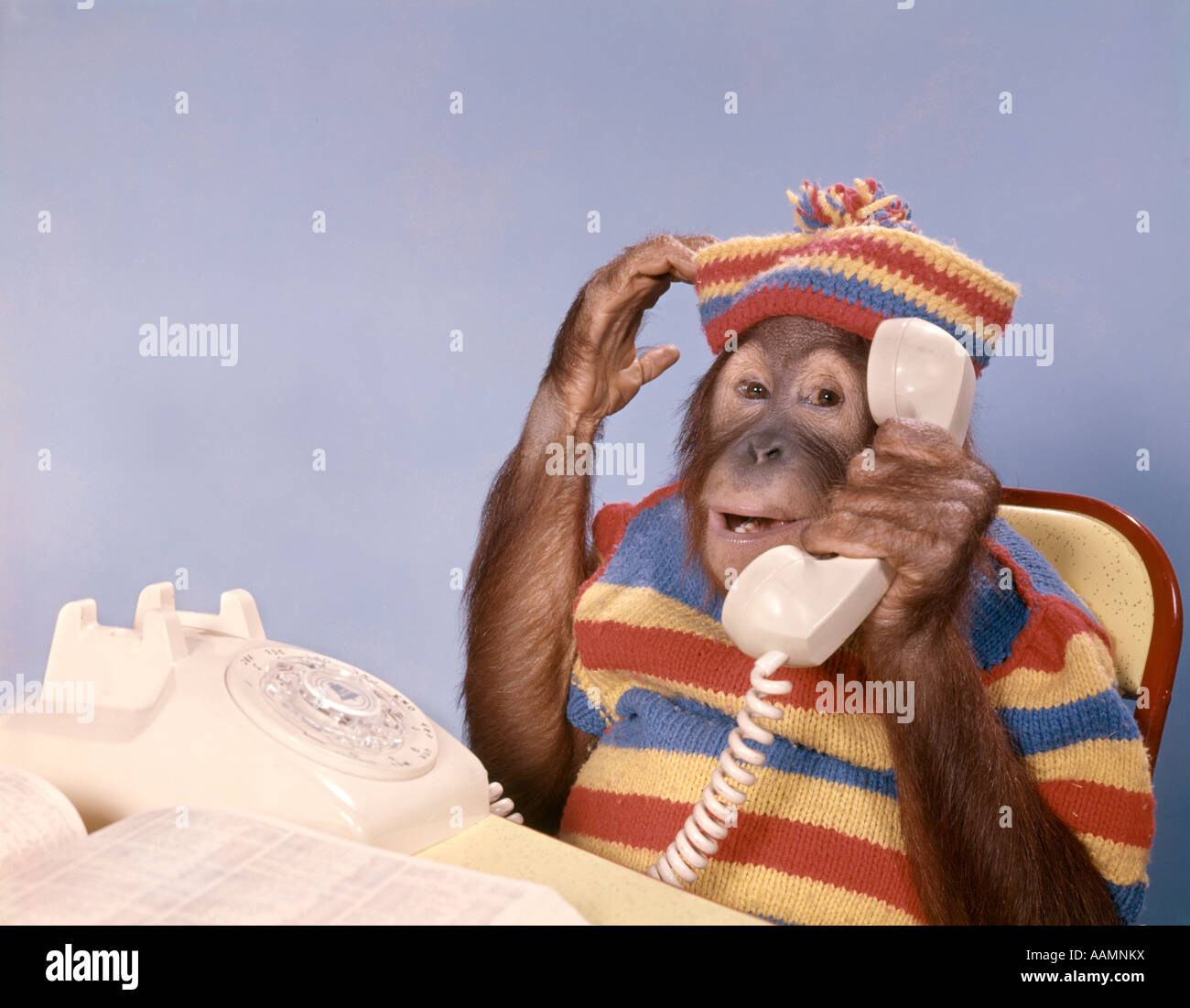 MONKEY YOUNG  ORANGUTAN WITH TELEPHONE Stock Photo