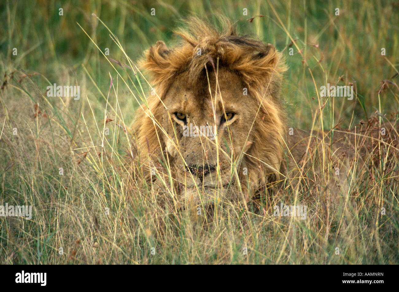 MASAI MARA GAME RESERVE KENYA MALE LION IN DEEP GRASS Stock Photo - Alamy