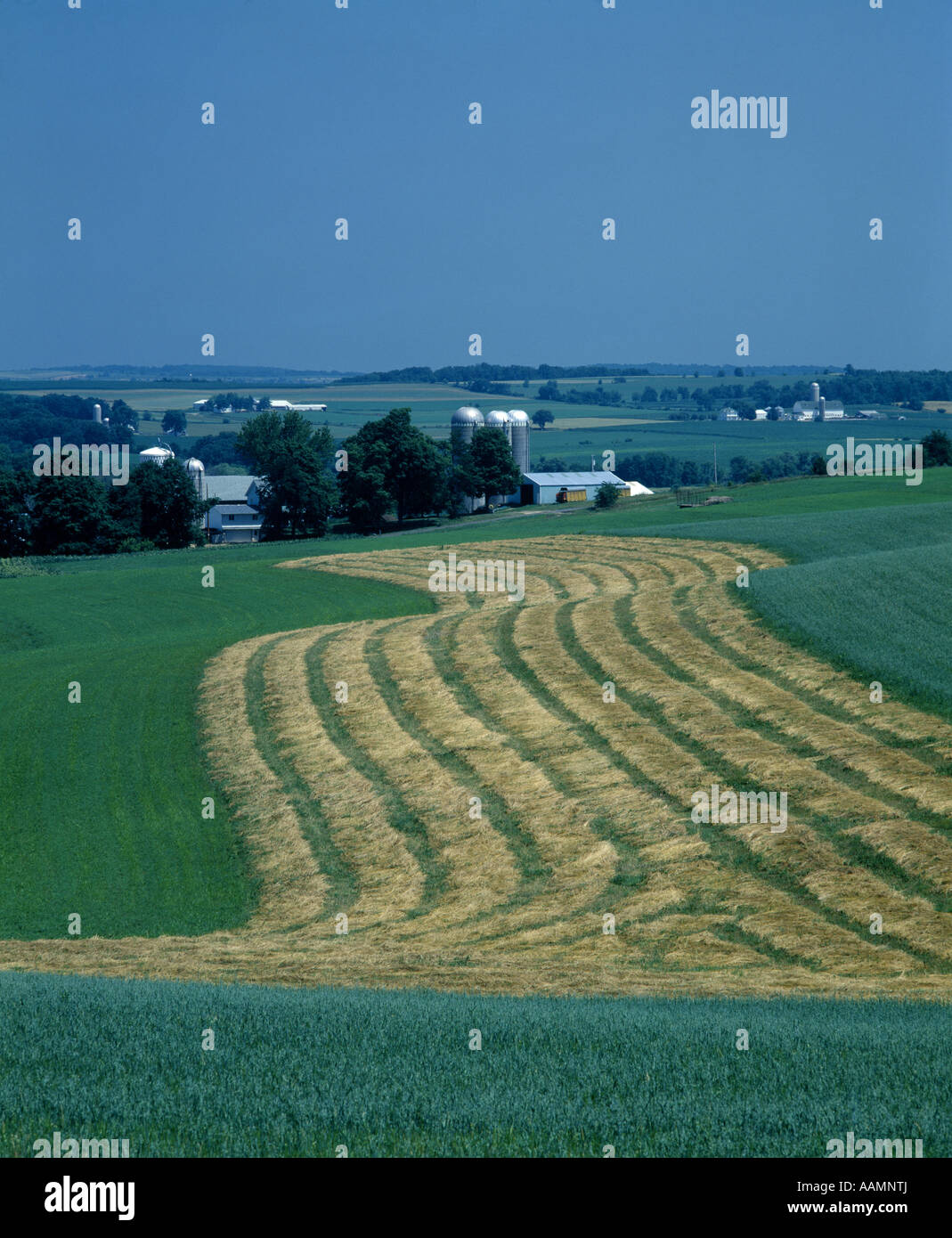 ALFALFA HAY SWATHED WISCONSIN Stock Photo - Alamy