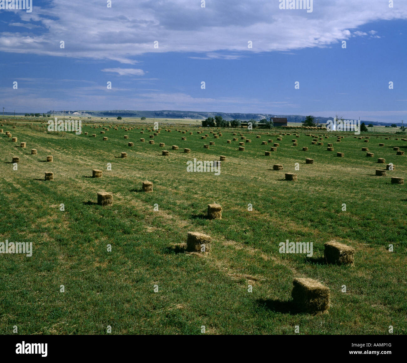ALFALFA HAY WYOMING Stock Photo Alamy
