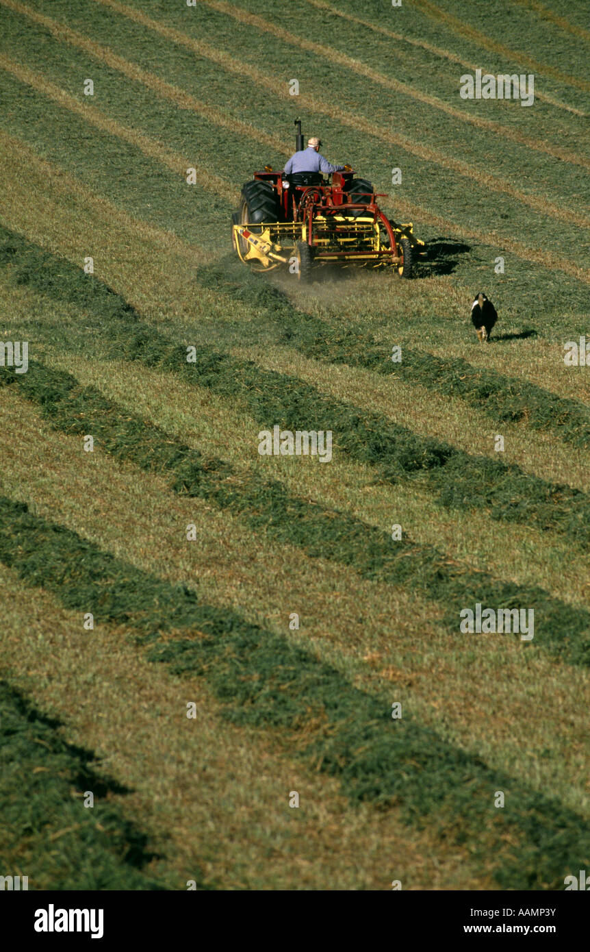 RAKING ALFALFA PENNSYLVANIA Stock Photo - Alamy