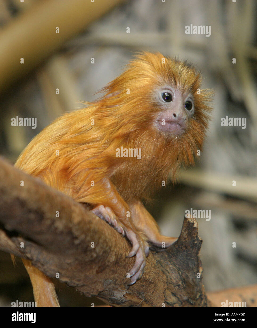 A young golden lion tamarin (leontopithecus rosalia), 18 days old, sitting on a branch Stock Photo