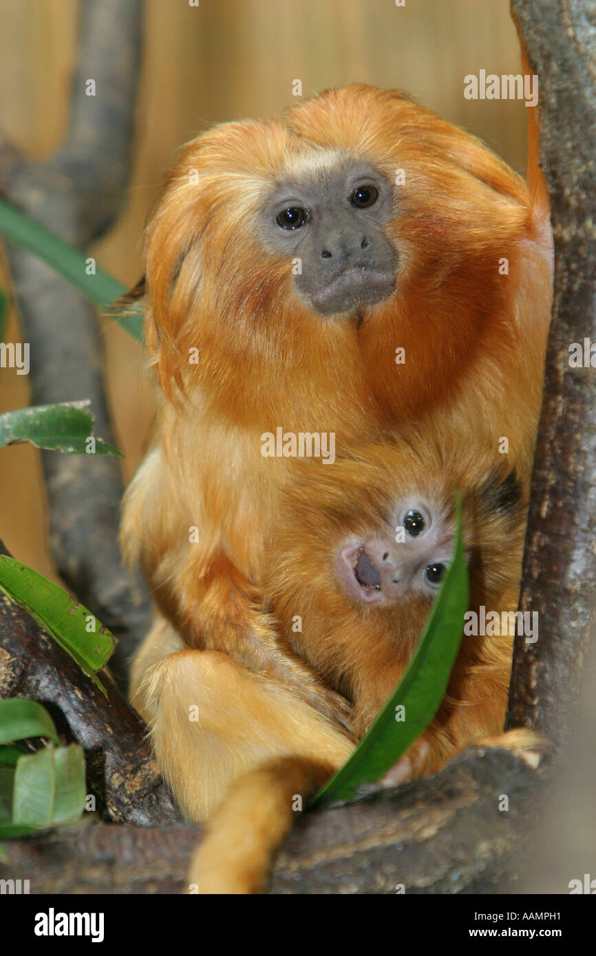 A young golden lion tamarin (Leontopithecus rosalia), 18 days old, sitting on a branch together with its mother Stock Photo
