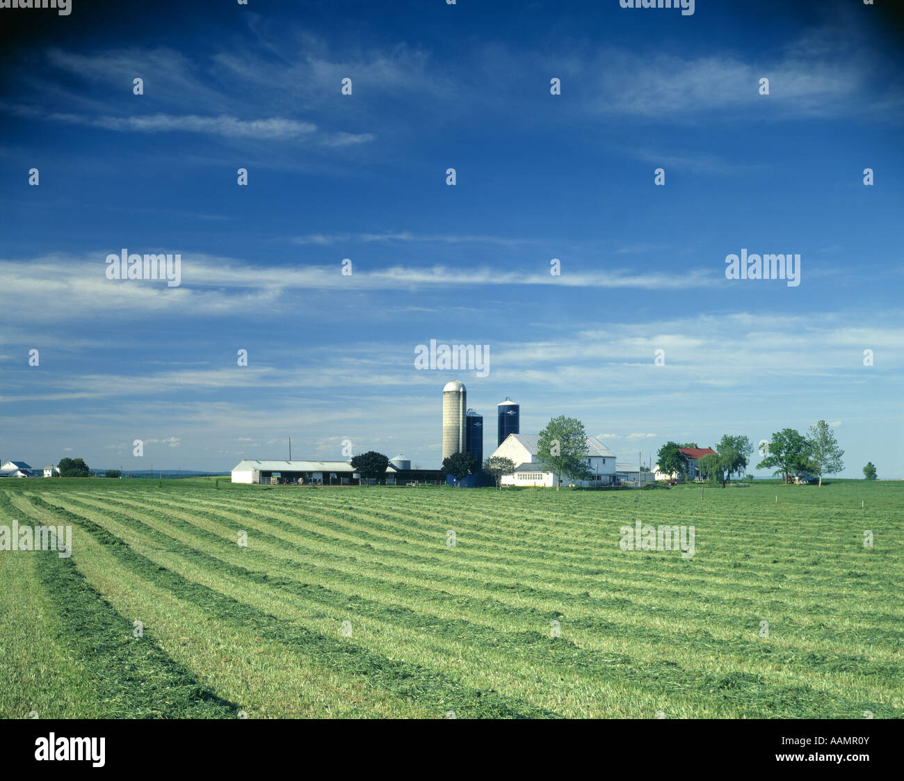 ALFALFA ON SWATH PENNSYLVANIA Stock Photo - Alamy