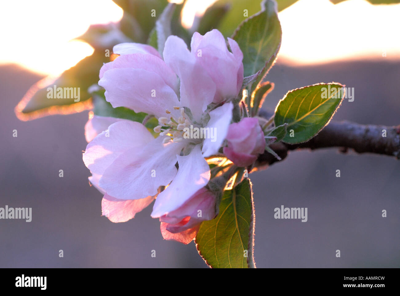 Apple blossom, Pyrus malus, Touraine, France. Stock Photo