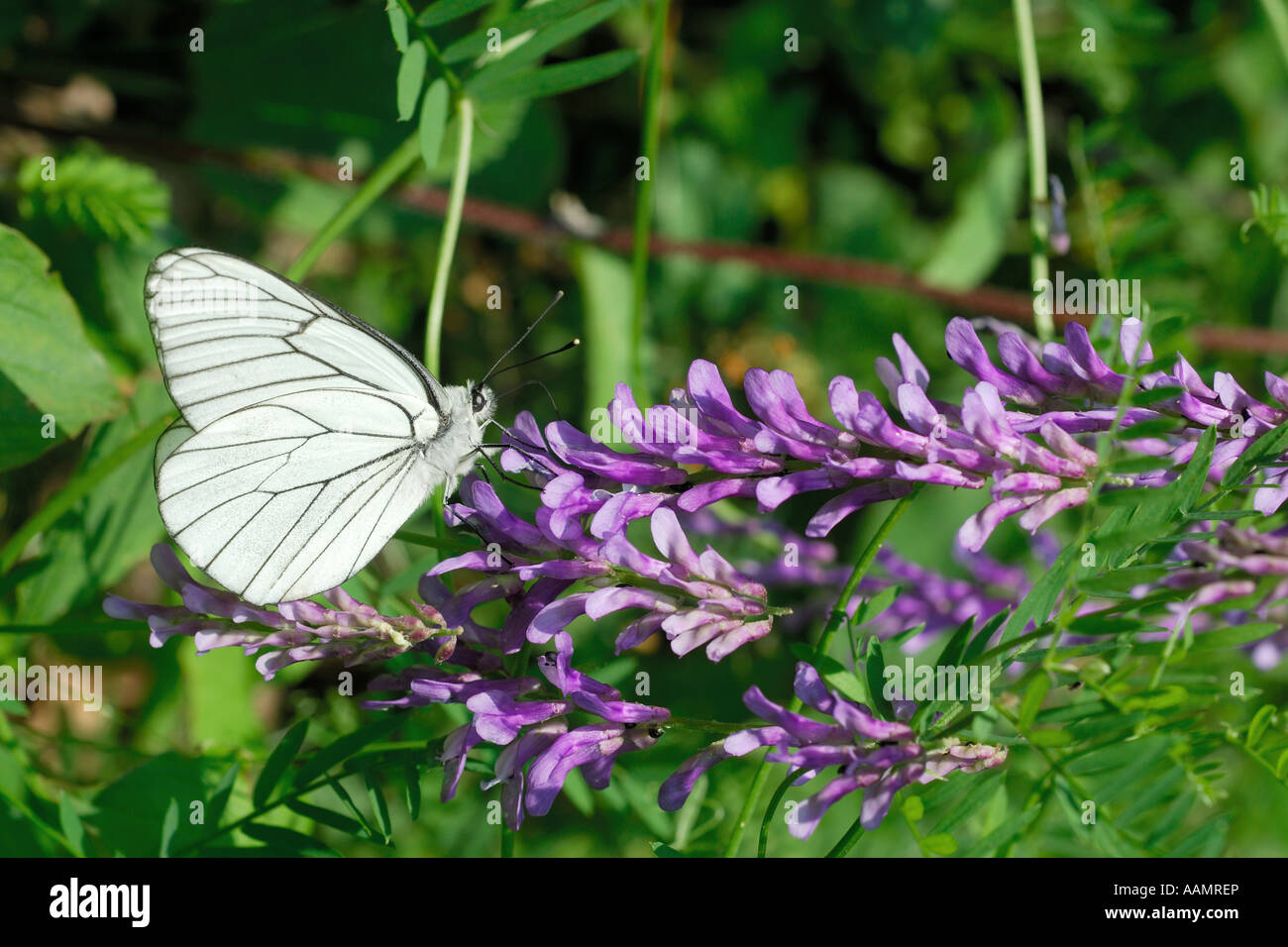 Black-Veined White butterfly, Aporia crataegi, Touraine, France. Stock Photo