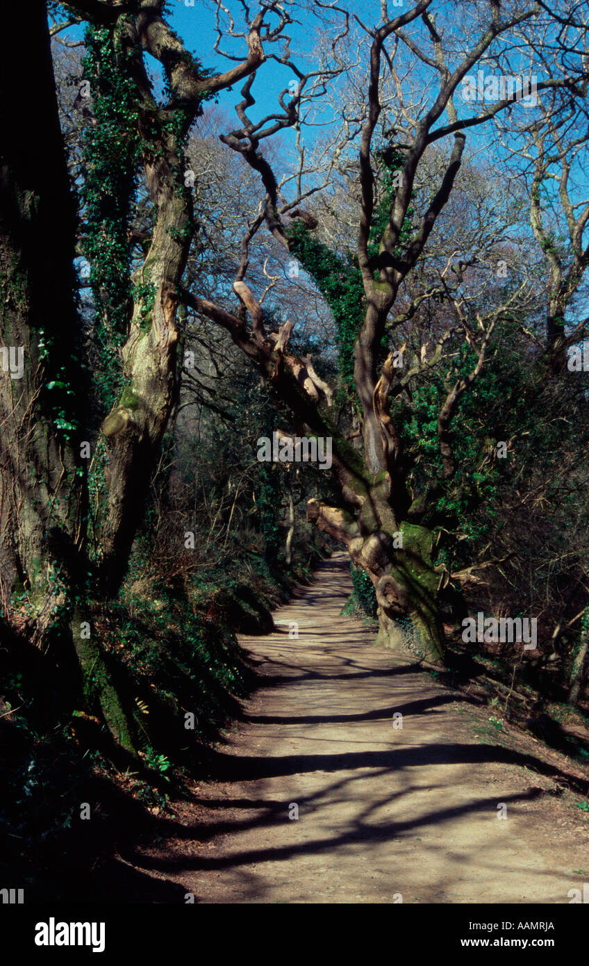 walk, part of the estate, part of the Lost Gardens of Heligan, Cornwall, UK Stock Photo