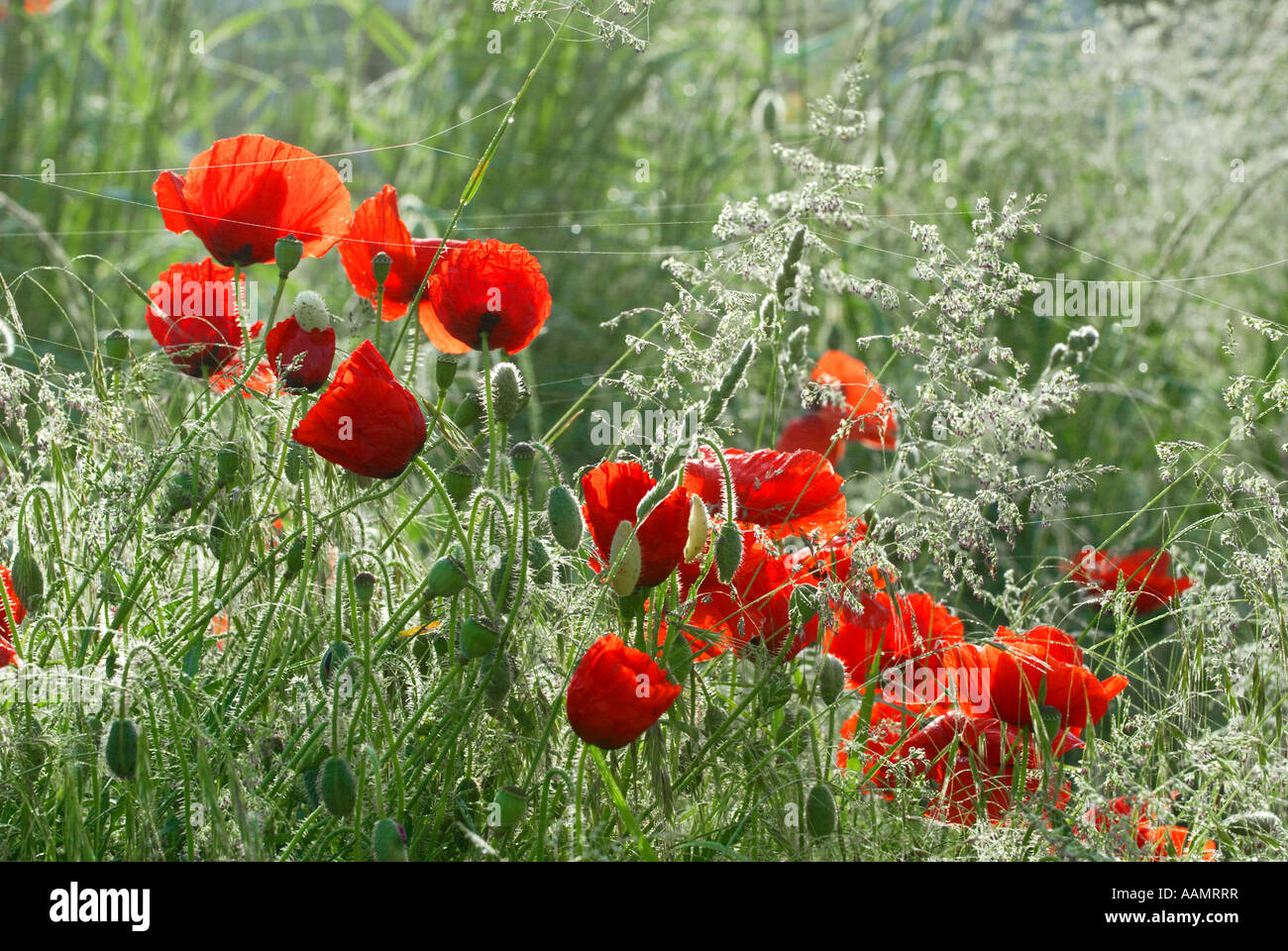 Red poppies on waste ground, Touraine, France. Stock Photo