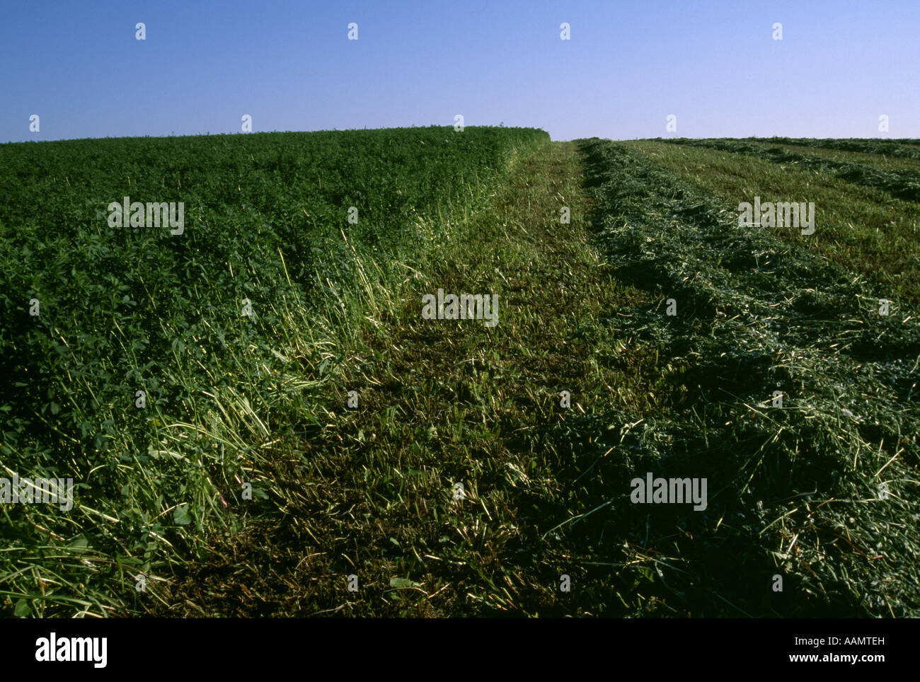 ALFALFA MATURE AND HARVEST READY WISCONSIN Stock Photo - Alamy