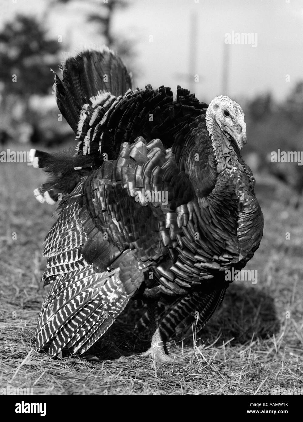 1920s 1930s WILD TURKEY DISPLAYING Stock Photo