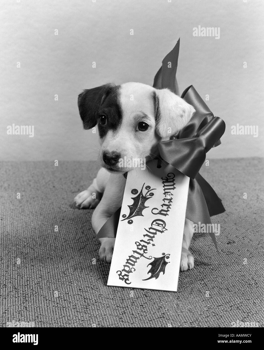 1940s CUTE GIFT PUPPY MERRY CHRISTMAS BOW AND TAG Stock Photo