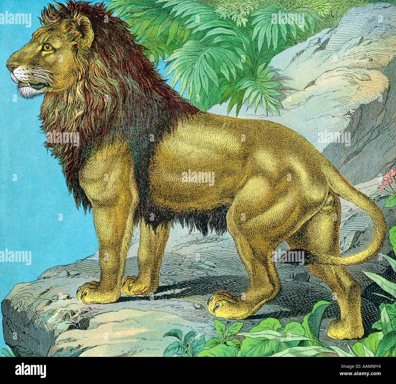 Ref lion hi-res stock photography and images - Alamy