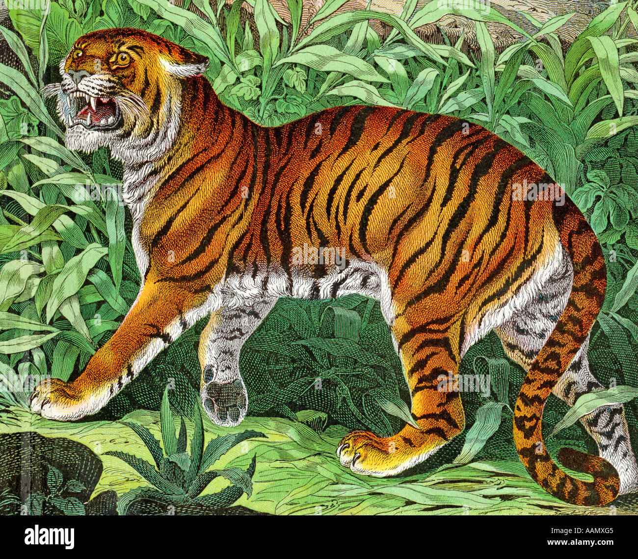 The Royal Bengal tiger 1893 old antique vintage print picture INDIA The Royal Bengal tiger 1893 old antique vintage print picture INDIA