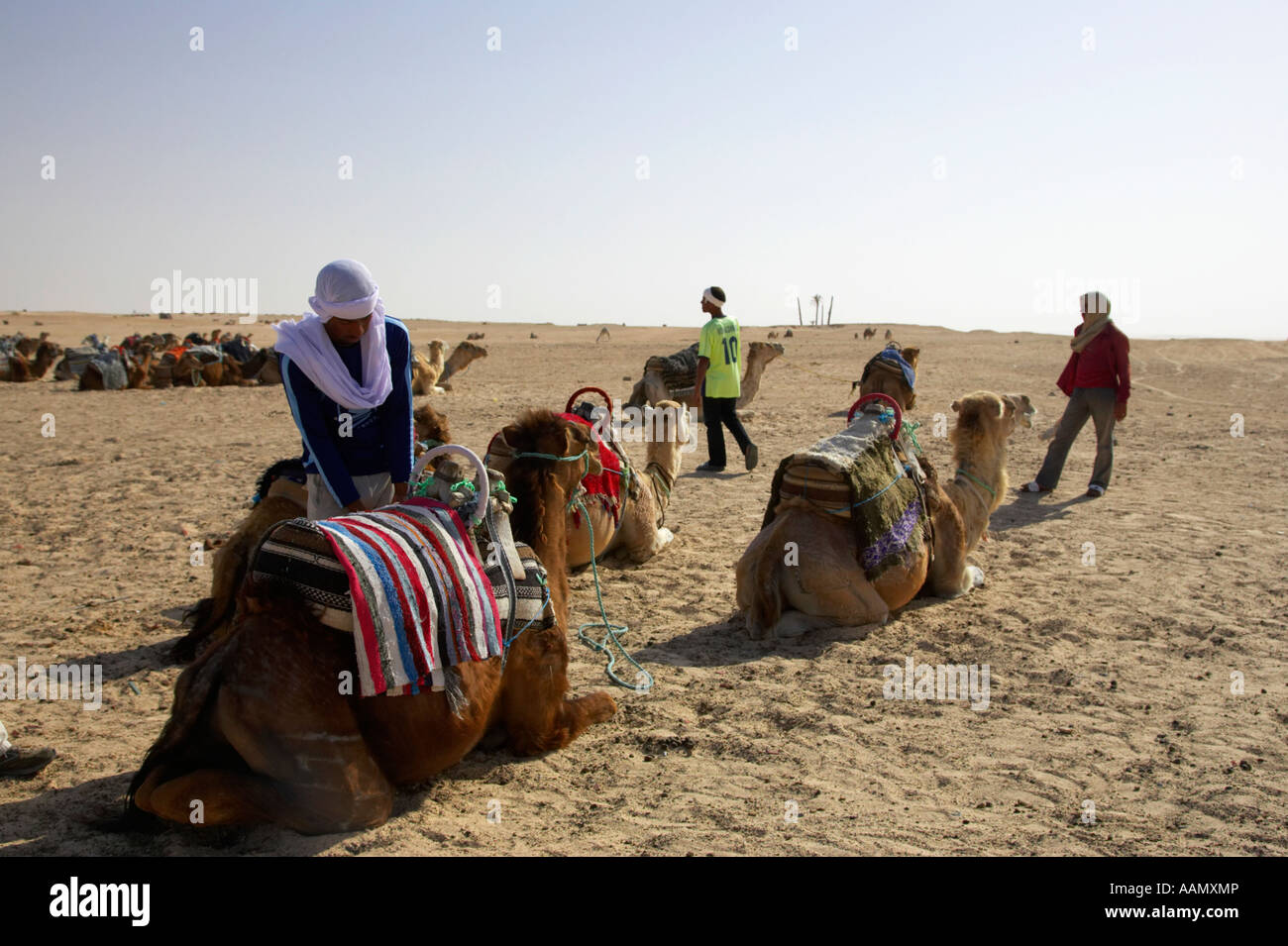 bedouin camel tender tightens saddle on dromedary camel before tourists arrive for trip into sahara desert at Douz Tunisia Stock Photo