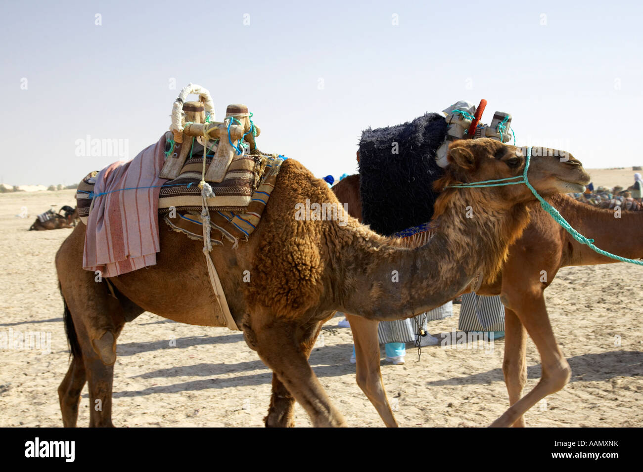 group of camels with saddles moving out into the sahara desert at Douz ...