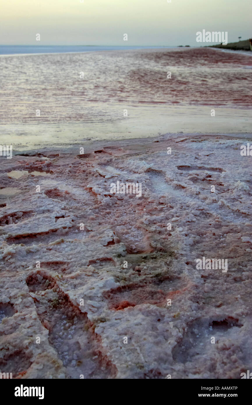 vertical photo of footprints made by tourists walking across the unstable salt flats on the edge of pink salt lake chott el Stock Photo