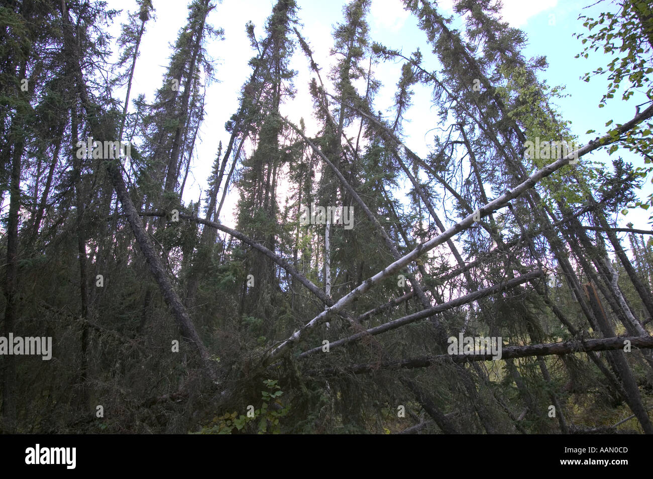 Drunken forests caused by global warming induced permafrost melt Fairbanks alaska Stock Photo