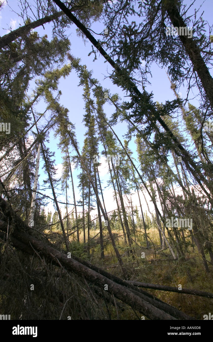 Drunken forests caused by global warming induced permafrost melt Fairbanks alaska Stock Photo