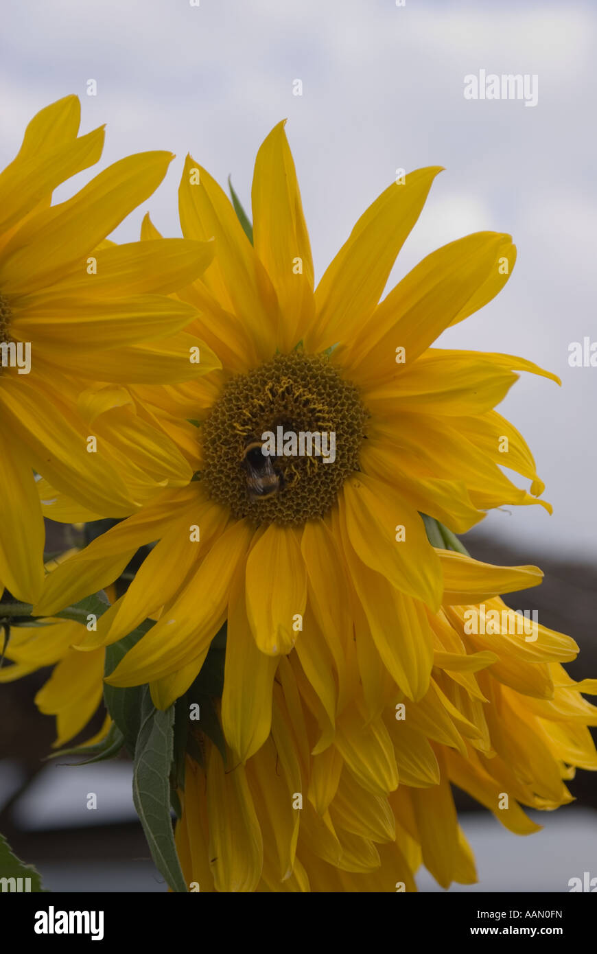 6911 hi-res stock photography and images - Alamy