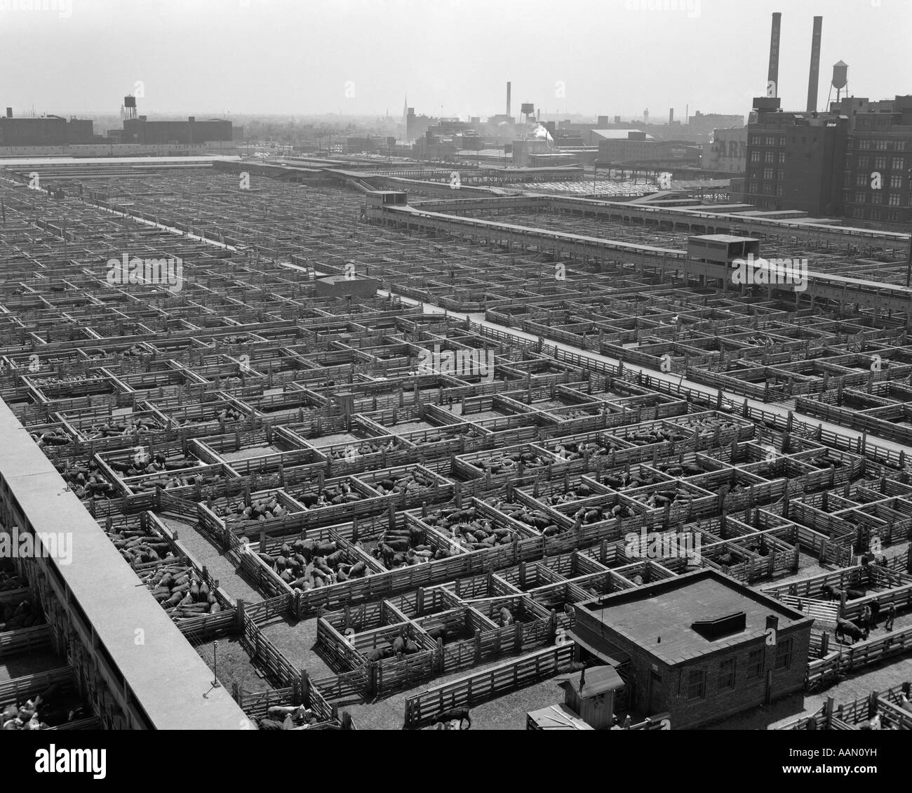 1950s CHICAGO STOCKYARDS AERIAL VIEW CATTLE PENS Stock Photo