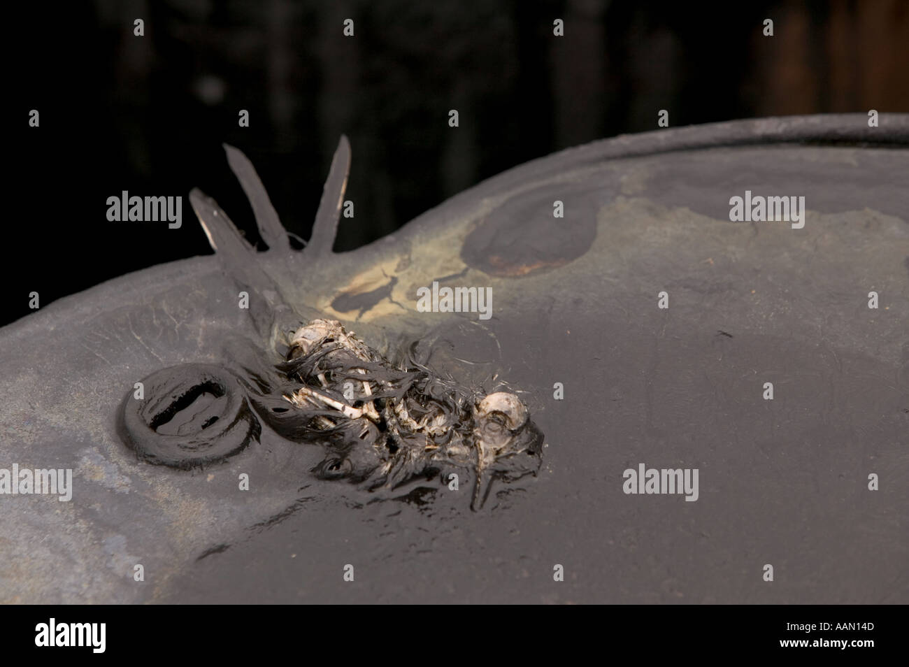 A Sandpiper killed when it alighted on a leaking oil barrel Nome alaska Stock Photo