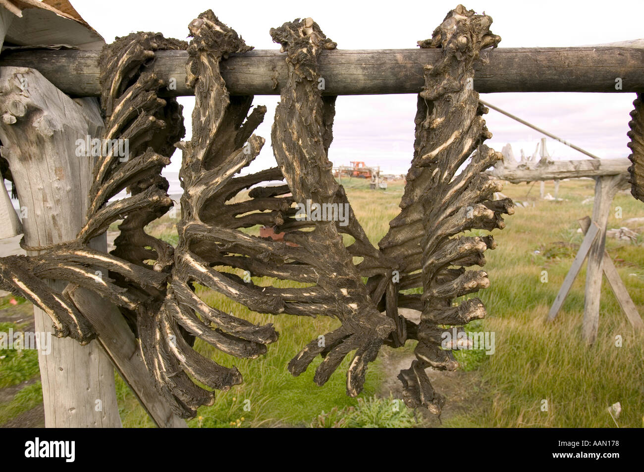 Seal meat hung out to dry on racks in the Eskimo community of