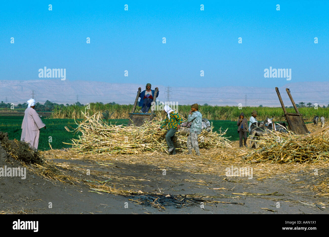 Luxor Egypt West Bank Harvesting Sugar Cane Stock Photo Alamy