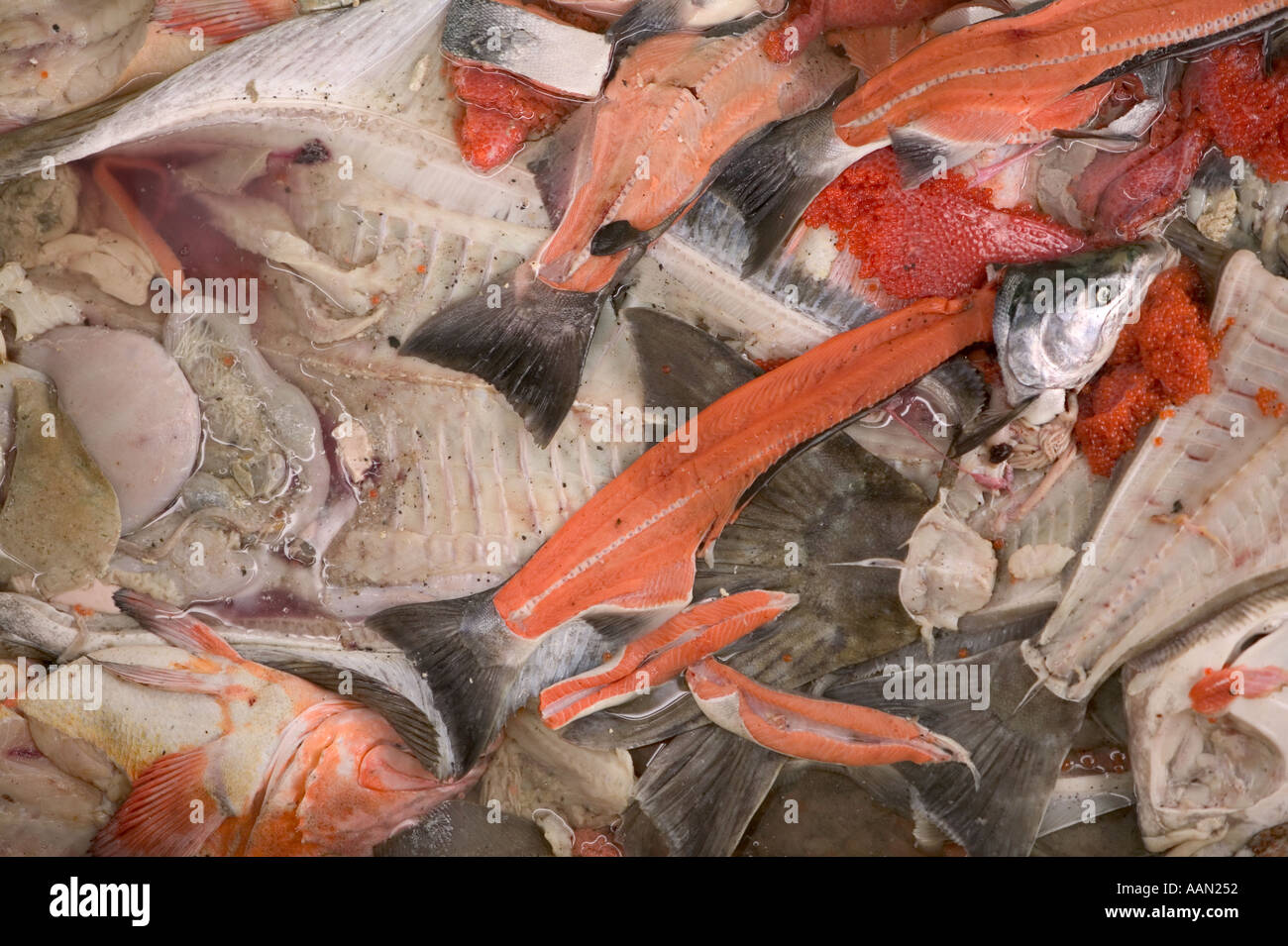 waste fish from sport fish processing plant Seward alaska Stock Photo