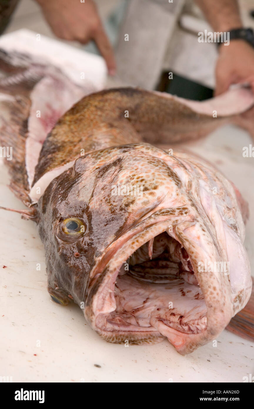 Man filleting a Ling Cod caught by Sport fisherman off Seward Alaska Stock Photo