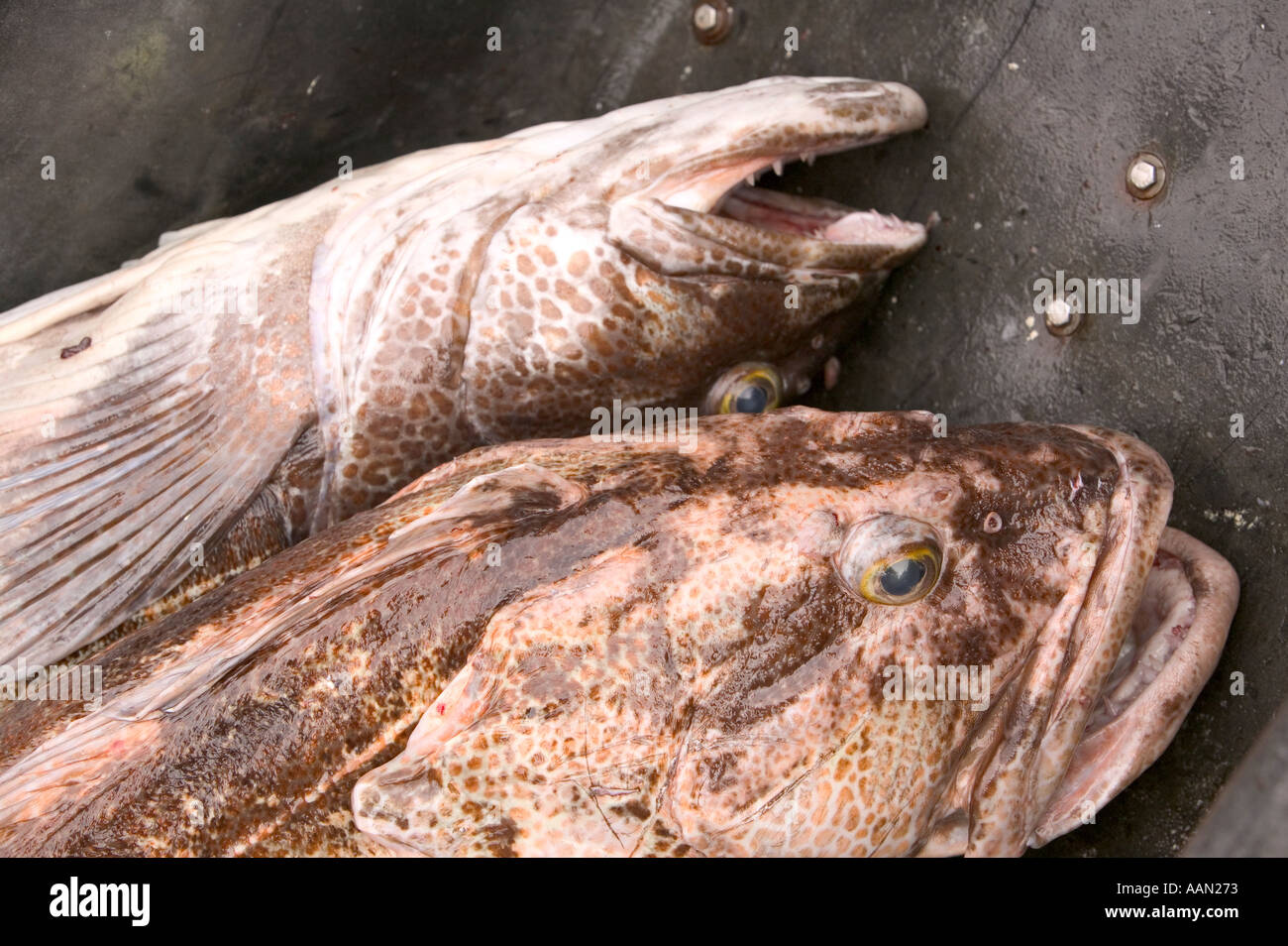 Ling cod hi-res stock photography and images - Alamy
