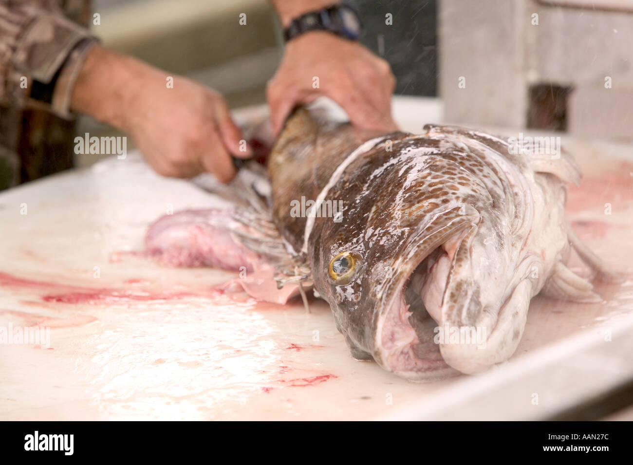 Fisherman gutting a Ling Cod in Seward alaska Stock Photo