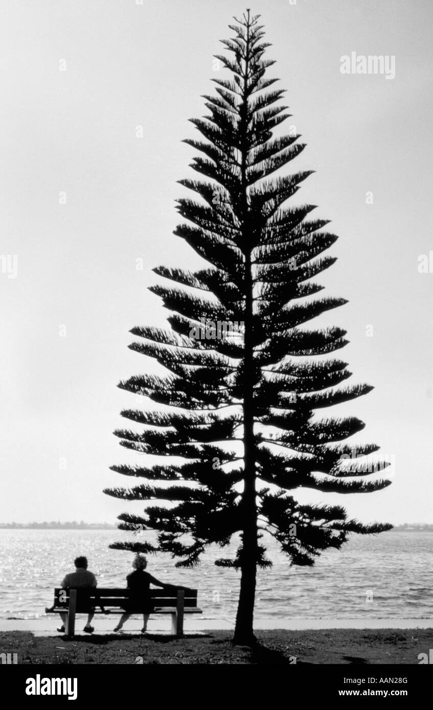 1970s REAR VIEW SILHOUETTE OF ELDERLY COUPLE SITTING ON BENCH LAKESIDE UNDER PINE TREE Stock Photo
