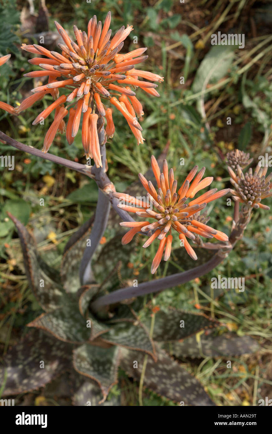 Flower of Aloe plant Stock Photo Alamy