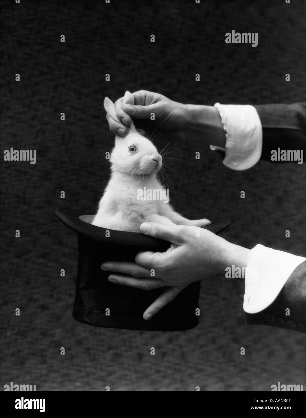 1930s MAGICIAN HANDS PULLING RABBIT OUT OF TOP HAT Stock Photo