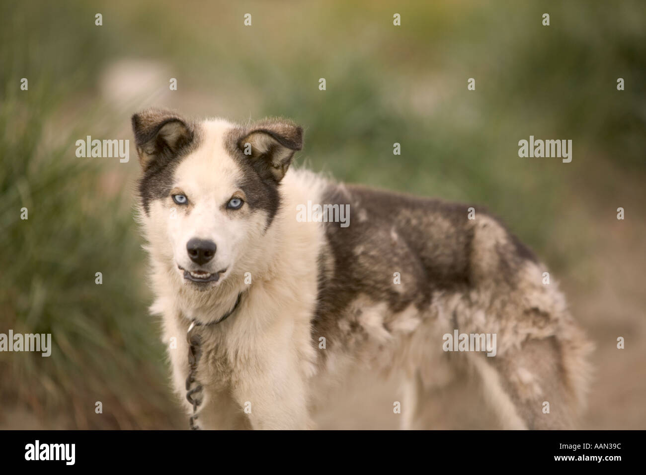 Eskimo sled dog shishmaref Alaska Stock Photo Alamy