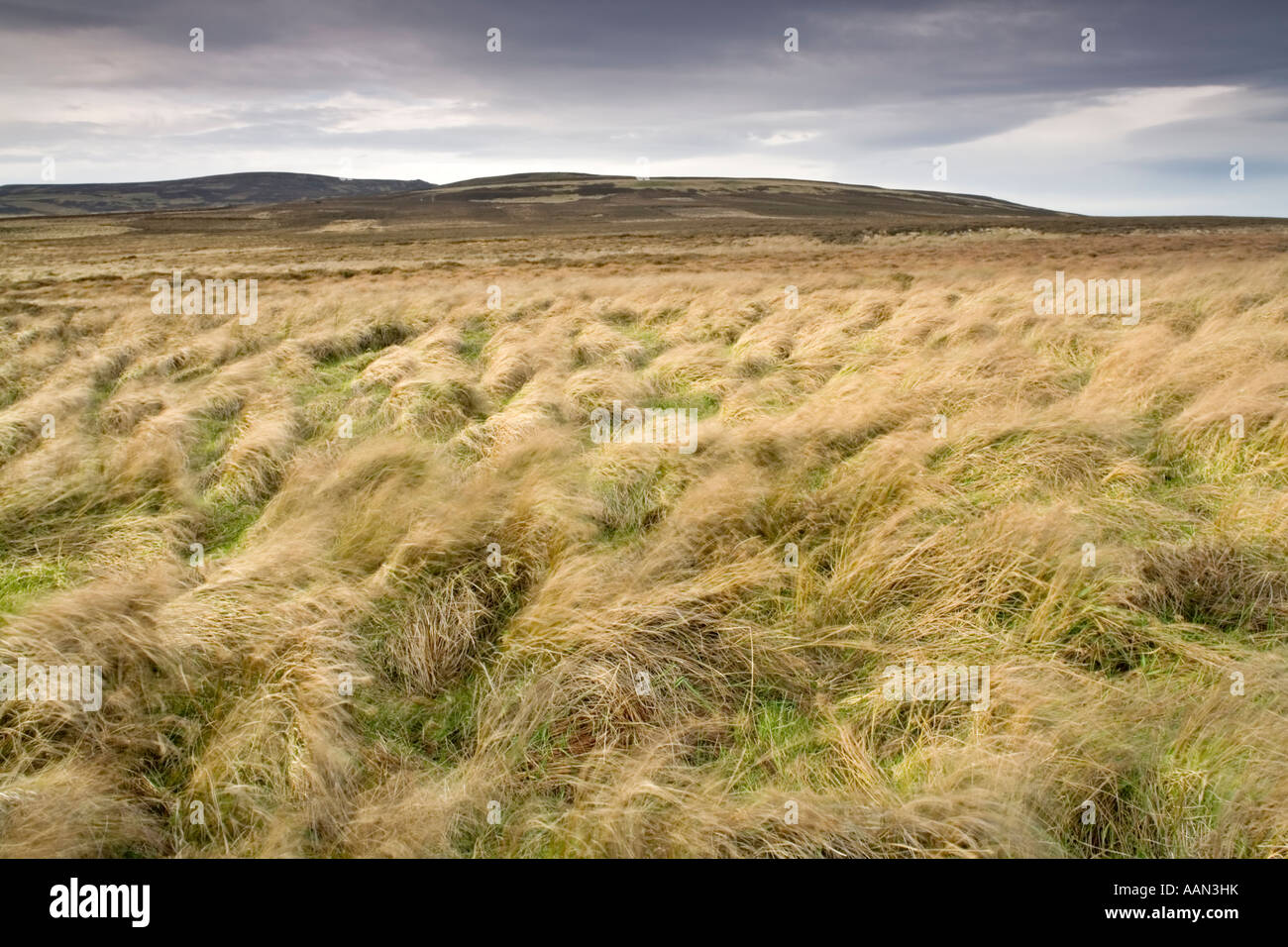 Open moorland along the path of St Cuthbert's Way looking toward Newton