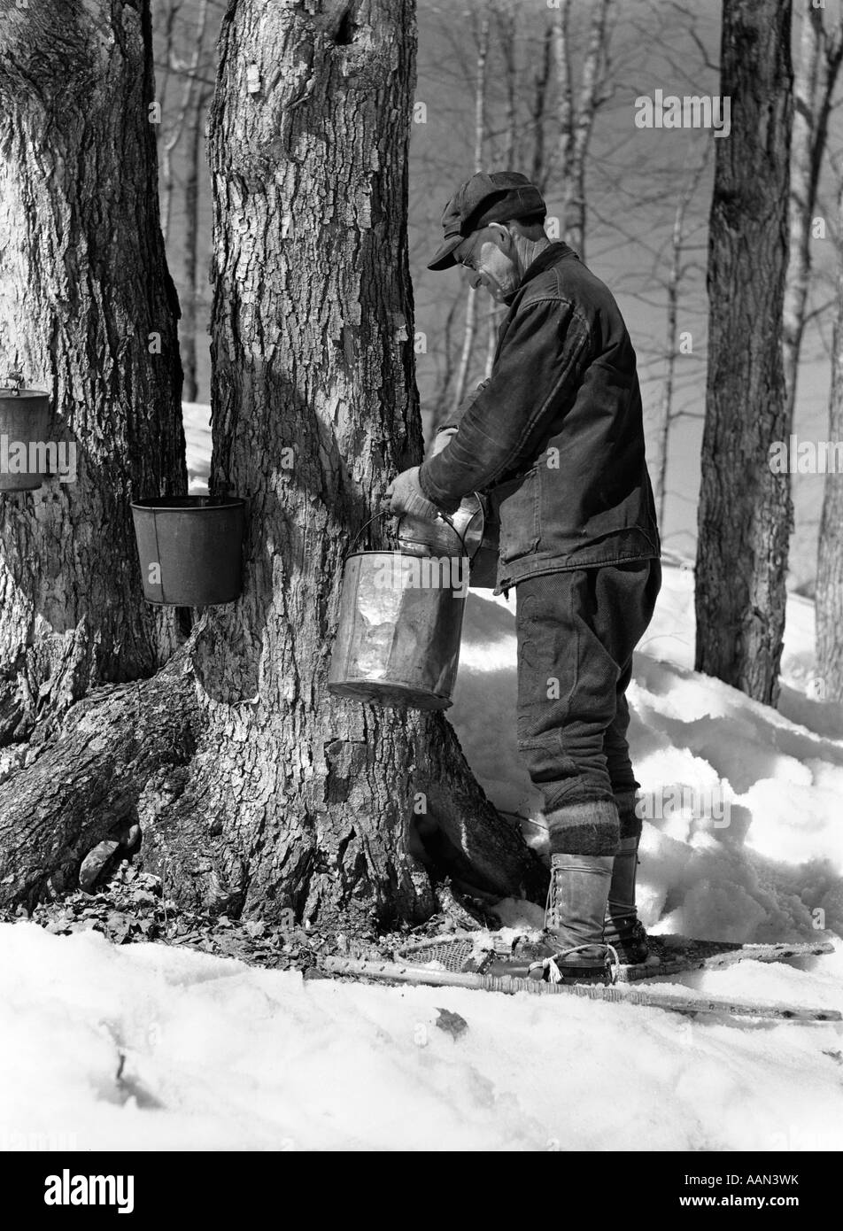 Maple syrup sap sugaring tree bucket tap maple Black and White Stock