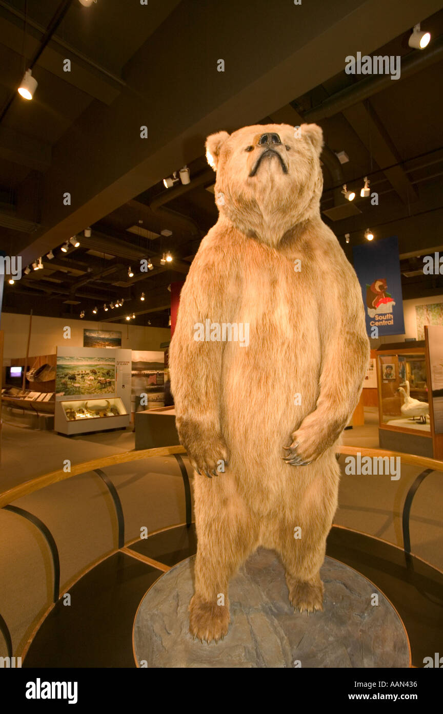 Grizzly bear in alaska State university Fairbanks museum Stock Photo