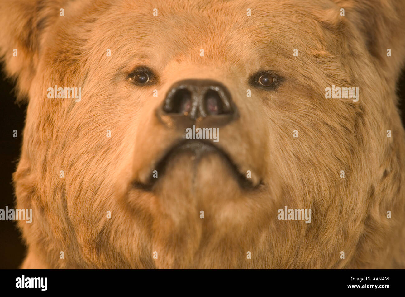 Grizzly bear in a museum Fairbanks alaska Stock Photo Alamy