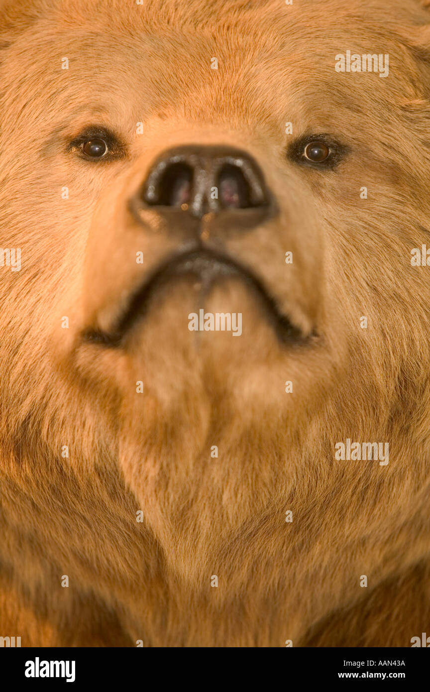 Grizzly bear face Fairbanks alaska Stock Photo Alamy